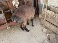 雄羊, Blackheaded Persian sheep — 写真 8