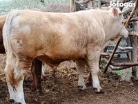 公牛, Simmental cattle — 照片 2
