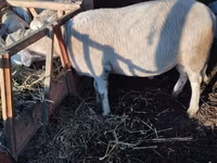 Ovan, Lacaune sheep — fotografija 3