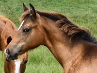 Kobila, Appaloosa — fotografija 3