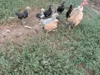 Chickens — foto 3
