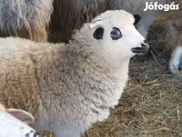 Widder, Racka sheep — Foto 2