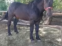 Horse (M), Horses — photo 1