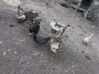Ducks — zdjęcie 4