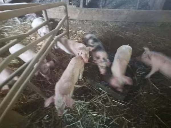 Locha, Świnie — Węgry