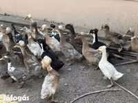 Ducks — fotografija 1