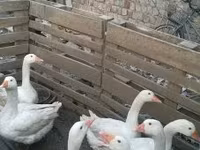Geese — الصورة 2