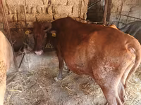 Cow, Wild yak — photo 2