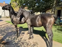 Cavalo, Nonius horse — foto 3