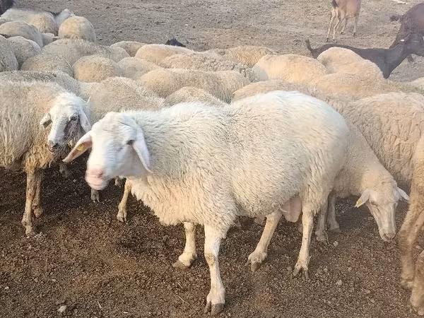 Qoç, Qoyunlar