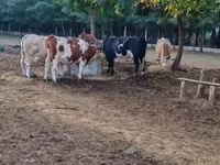 母牛, Simmental cattle — 照片 3