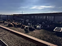 Bulle, Simmental cattle — Foto 2