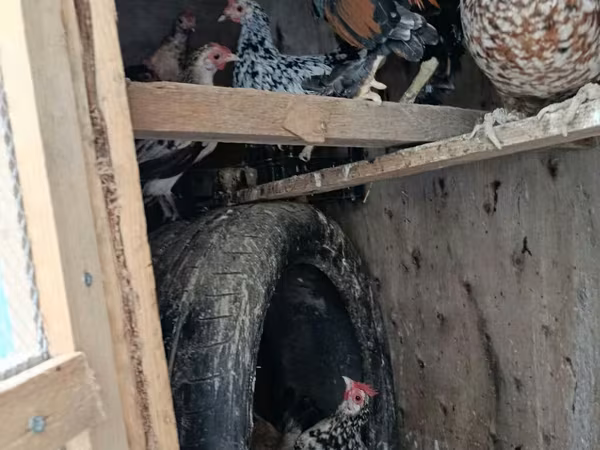 Japanski bantam