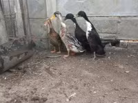 Geese — fotografija 2