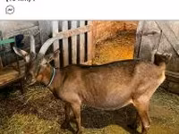 تيس, Alpine goat — الصورة 1