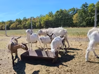 Chèvres (lot, sexe non indiqué), Chèvres — photo 2