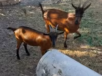 Cabra, Alpine goat — foto 4