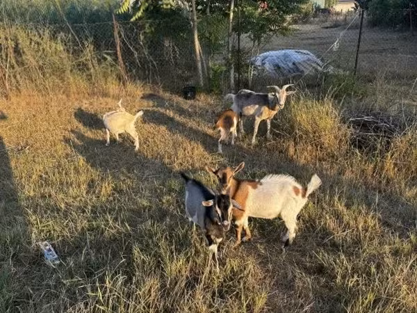 Ешкі, Ешкілер