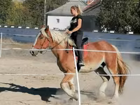Koń, Konie — zdjęcie 4