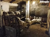 Turkeys — फ़ोटो 1