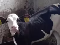Buğa, Simmental cattle — foto 3