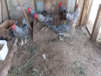 Slovenian Barred Hen — photo 2