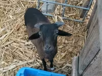 كبش, Cameroon sheep — الصورة 3