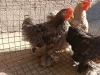 Pekinška bantam — fotografija 3