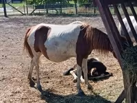 Caballo, Caballos — foto 2