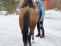 Toychoq, Akhal-Teke — 5-rasm