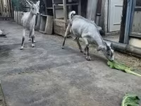 Теке, Nubian Goat — 2-сурет