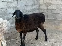 Ram, Sheep — photo 1