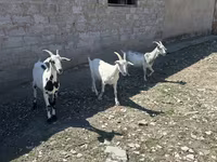 Коза, Saanen goat — фото 2