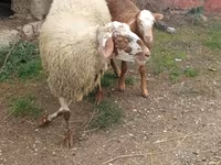 Owca, Owce — zdjęcie 2