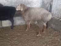 Baran, Owce — zdjęcie 1