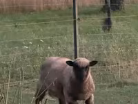 Schafe (Partie, Geschlecht nicht angegeben), White Suffolk sheep — Foto 6