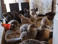 Quails — الصورة 5
