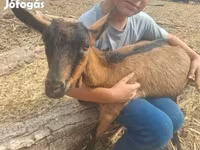 Billy Goat, Nubian Goat — photo 3