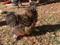 Silkie — foto 1
