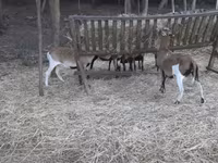 Carneiro, Cameroon sheep — foto 1