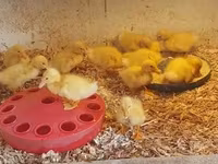 Chickens — fotografija 6