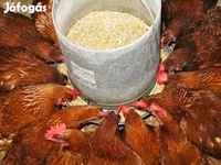 Chickens — 照片 1