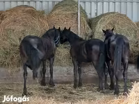حصان, Dutch warmblood horse — الصورة 5