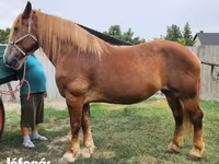 Yegua, Hungarian horse breed — foto 1
