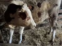 İnək, Macar boz cinsi — foto 8