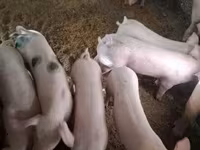 Säue, Schweine — Foto 8
