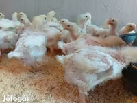 Chickens — 照片 1