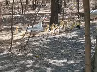 Ducks — zdjęcie 2