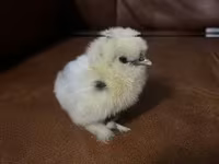 Silkie — zdjęcie 5