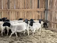Baran, Dorper sheep — zdjęcie 4